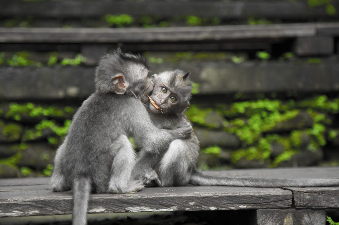 Depression: Ketamine prevents loss of pleasure in primates
